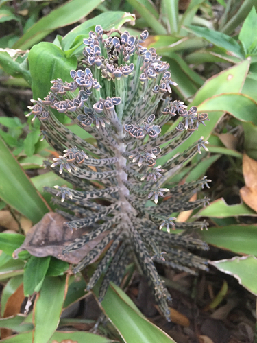 Kalanchoe delagoensis (Mother of Millions)