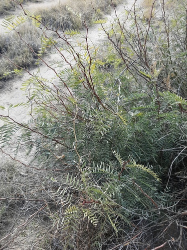 Neltuma glandulosa (honey mesquite)