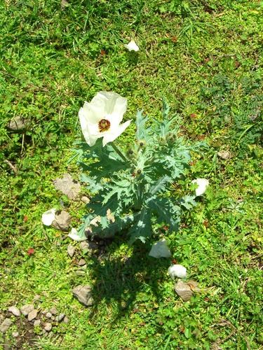 Argemone platyceras (alternate view 3)