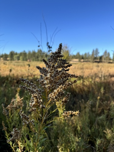 Solidago lepida (Canada goldenrod)
