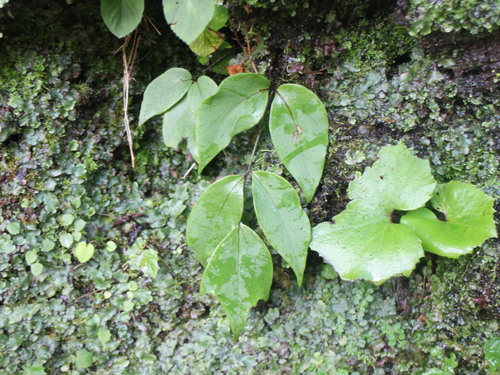 Cyrtomium macrophyllum (Large-leaved Holly Fern)