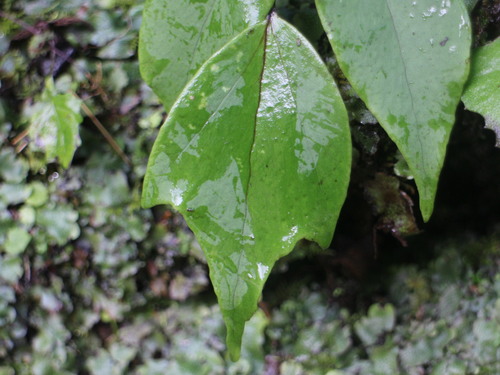 Cyrtomium macrophyllum (Large-leaved Holly Fern)