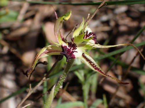 Caladenia parva (Small Spider-orchid) (alternate view 2)