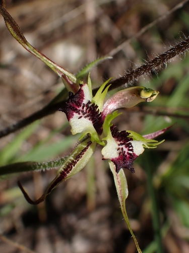 Caladenia parva (Small Spider-orchid) (alternate view 3)