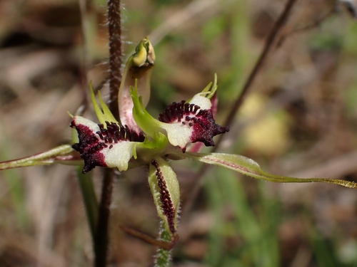 Caladenia parva (Small Spider-orchid) (alternate view 4)