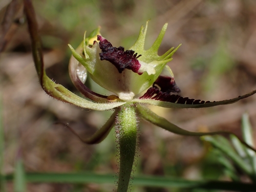 Caladenia parva (Small Spider-orchid) (alternate view 5)