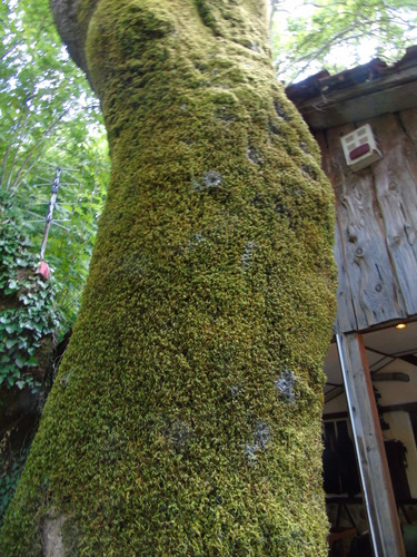 Homalothecium sericeum (Silky Wall Feather-moss)