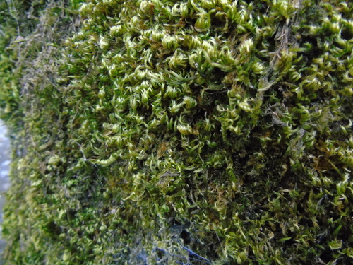Homalothecium sericeum (Silky Wall Feather-moss)