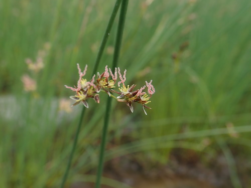 Juncus balticus (Baltic Rush) (alternate view 3)