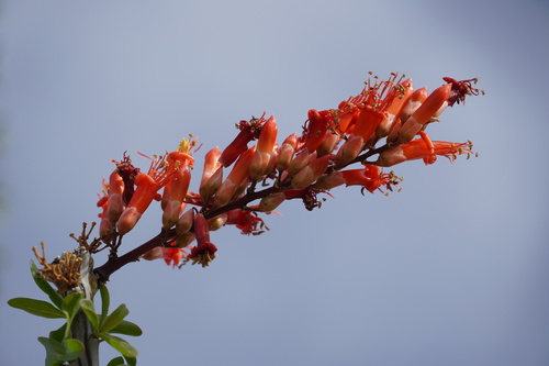Fouquieria splendens (ocotillo)