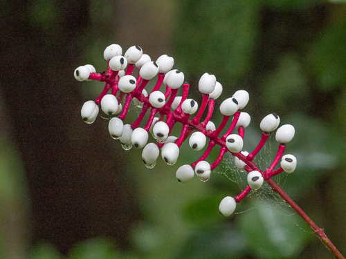 Actaea pachypoda (White Baneberry)