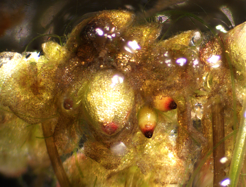 Azolla (Mosquito Ferns) (alternate view 6)