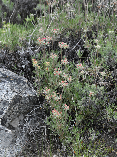 Eriogonum heracleoides (Parsnip-flowered Buckwheat) (alternate view 5)