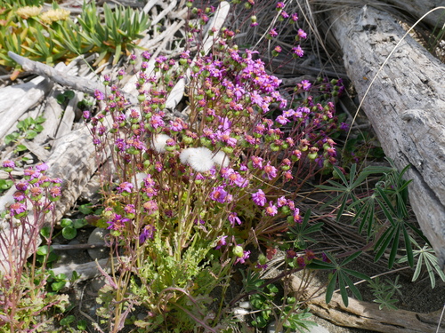 Senecio elegans (Red-purple Ragwort) (alternate view 2)