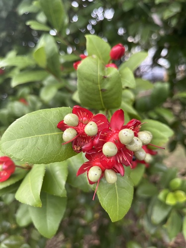 Ochna serrulata (Small-leaved plane) (alternate view 5)