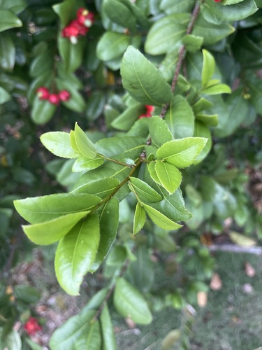Ochna serrulata (Small-leaved plane) (alternate view 6)