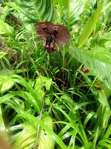Tacca chantrieri (Black Bat Flower) (alternate view 10)