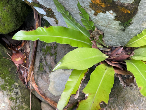Asplenium nidus (Bird's Nest Fern)