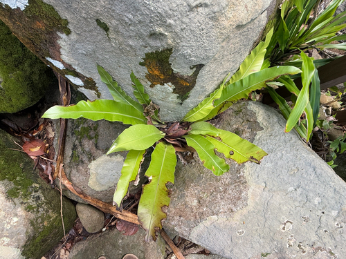 Asplenium nidus (Bird's Nest Fern)