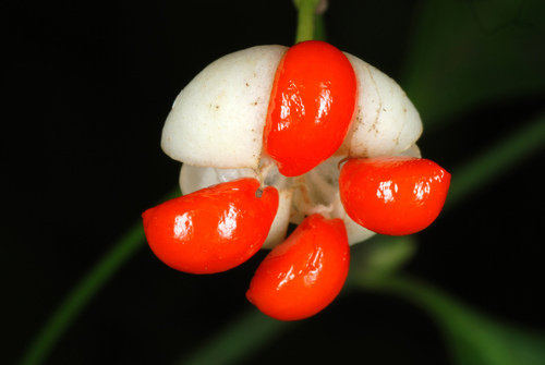 Euonymus fortunei (wintercreeper)