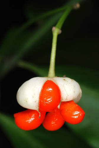 Euonymus fortunei (wintercreeper) (alternate view 2)
