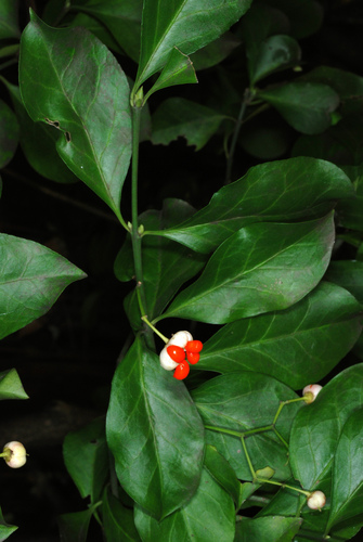 Euonymus fortunei (wintercreeper) (alternate view 3)