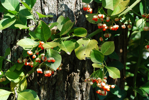 Euonymus fortunei (wintercreeper) (alternate view 4)