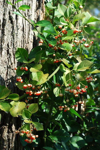 Euonymus fortunei (wintercreeper) (alternate view 5)