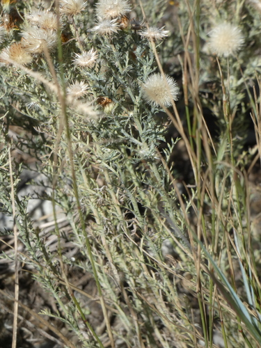 Xanthisma spinulosum (Spiny Goldenweed) (alternate view 4)