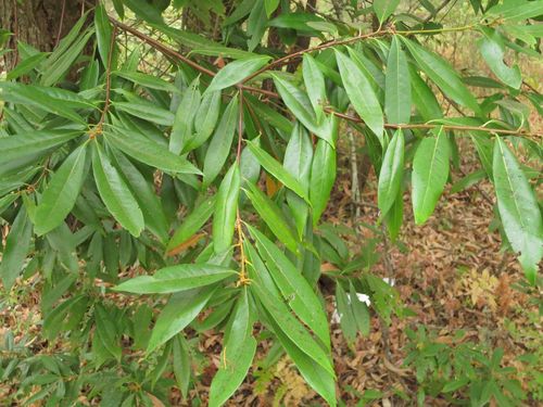 Chrysolepis chrysophylla (Golden Chinquapin) (alternate view 5)