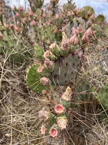Opuntia phaeacantha (Brown-spined Pricklypear) (alternate view 3)
