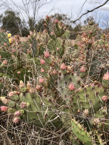 Opuntia phaeacantha (Brown-spined Pricklypear) (alternate view 4)