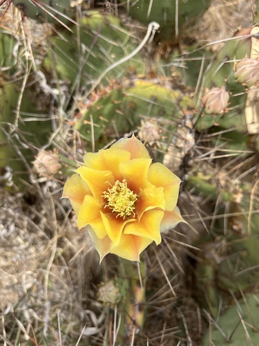 Opuntia phaeacantha (Brown-spined Pricklypear) (alternate view 5)