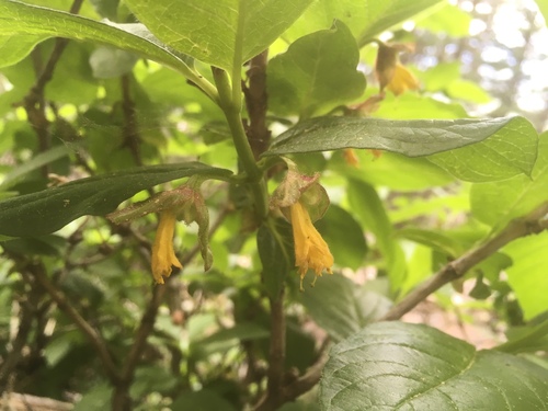 Lonicera involucrata (twinberry honeysuckle)
