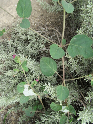 Boerhavia coccinea (scarlet spiderling) (alternate view 7)