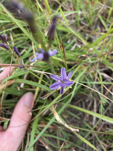 Caesia calliantha (blue grass lily) (alternate view 5)