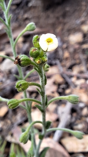 Hackelia suaveolens (sweet hound's-tongue) (alternate view 4)