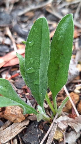 Hackelia suaveolens (sweet hound's-tongue) (alternate view 5)