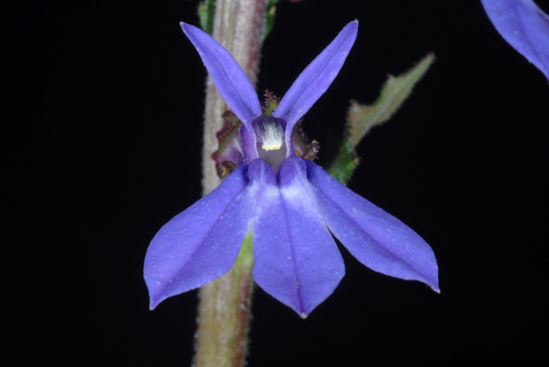 Lobelia puberula (downy lobelia) (alternate view 6)