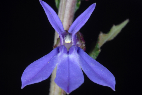 Lobelia puberula (downy lobelia) (alternate view 7)