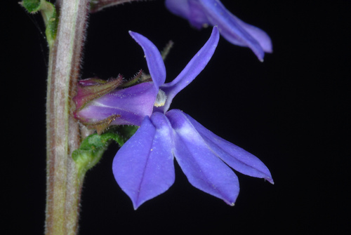 Lobelia puberula (downy lobelia) (alternate view 8)