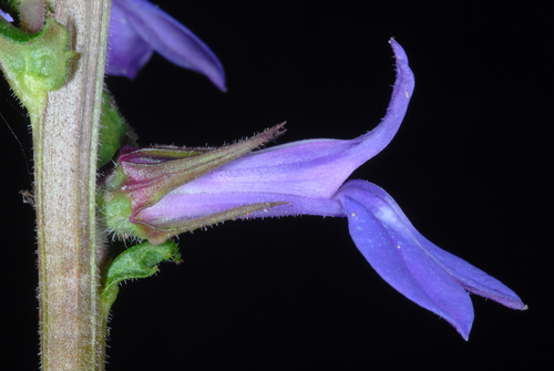 Lobelia puberula (downy lobelia) (alternate view 9)