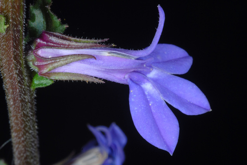 Lobelia puberula (downy lobelia) (alternate view 10)