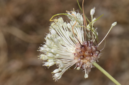 Allium vineale (wild garlic)