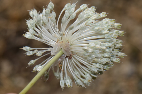 Allium vineale (wild garlic)