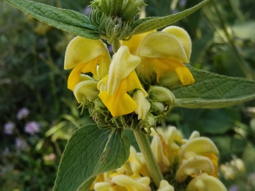 Phlomis russeliana (Jerusalem sage)