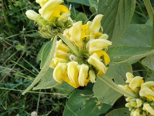 Phlomis russeliana (Jerusalem sage) (alternate view 2)