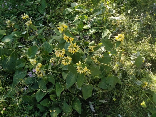 Phlomis russeliana (Jerusalem sage) (alternate view 3)