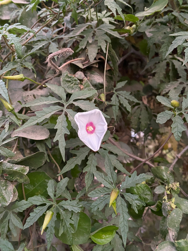 Distimake dissectus (Alamo vine)