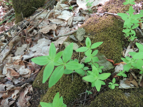 Galium circaezans (licorice bedstraw) (alternate view 4)